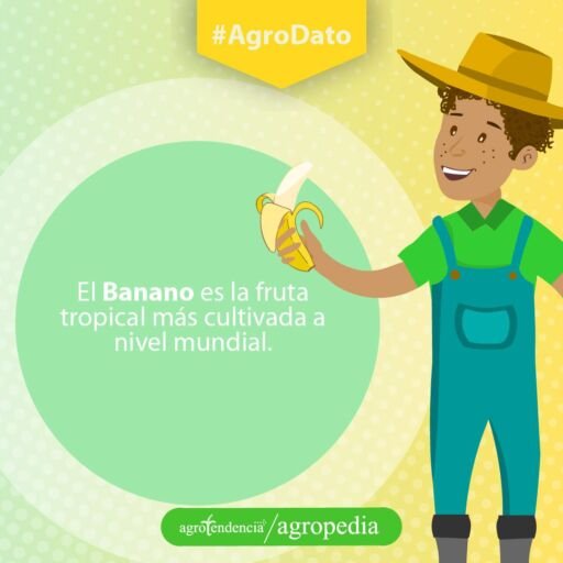 Banano - Hombre con una banana en la mano