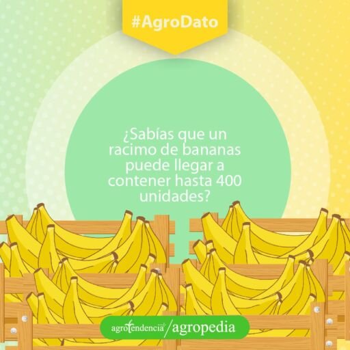 Banano - Cestas con bananos