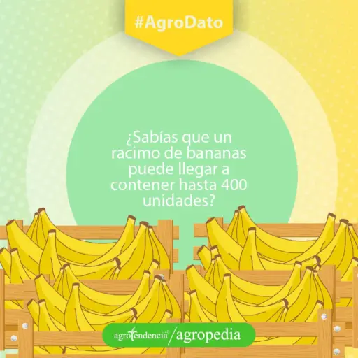 Banano - Cestas con bananos