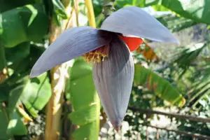Banano - Las flores femeninas del banano