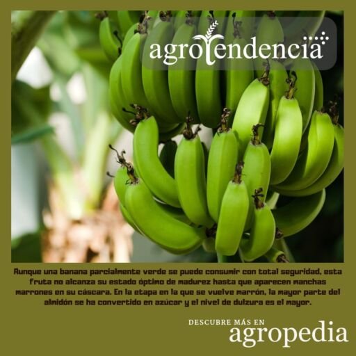 Banano - Racimo de banano verde colgando de la planta