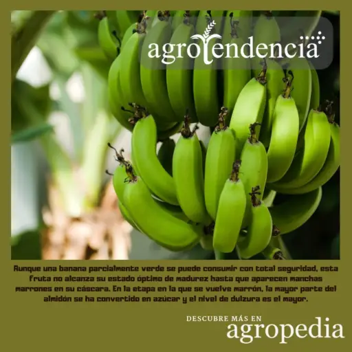 Banano - Racimo de banano verde colgando de la planta