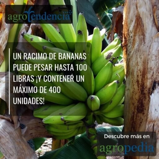 Bananos- Racimo de bananos verdes