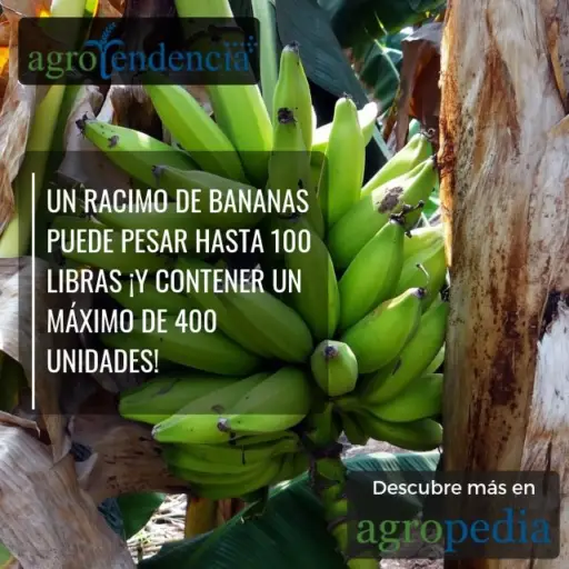 Bananos- Racimo de bananos verdes