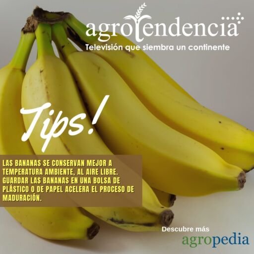 Bananos - Racimo de bananos