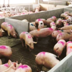 Cría de cerdos en instalaciones de concreto