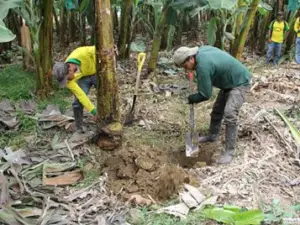 Siembra de plantas de banano