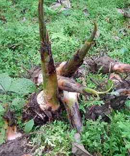 Banano - Hijuelo del banano