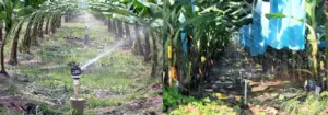 Riego en el cultivo de banano