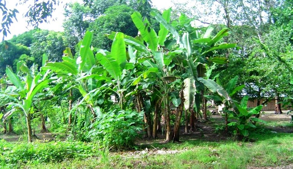 Cultivo de banano