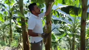 Cultivo de banano