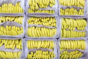 Racimos de bananas