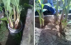 Plantas de banano