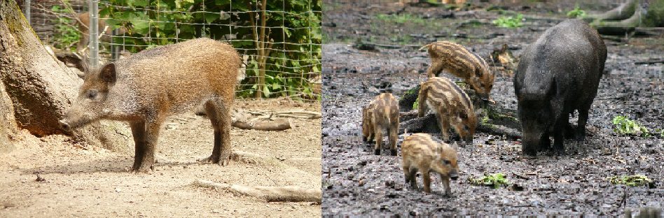 Scroafa Sus scrofa ferus | Glosario de términos de Agrotendencia.tv