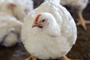 Un pollo de engorde