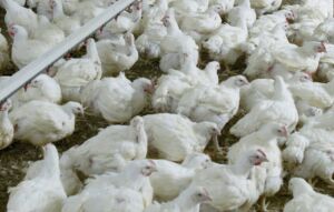 Pollos de engorde