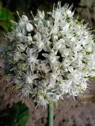 Cultivo de cebolla - Inflorescencia de la cebolla