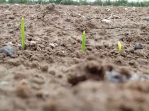 Germinación
