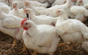 Pollos de engorde