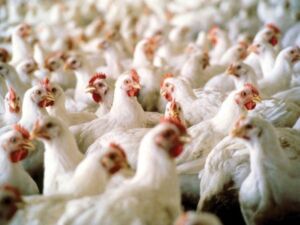 Pollos de engorde