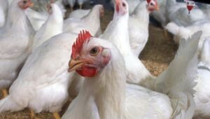 Pollos de engorde