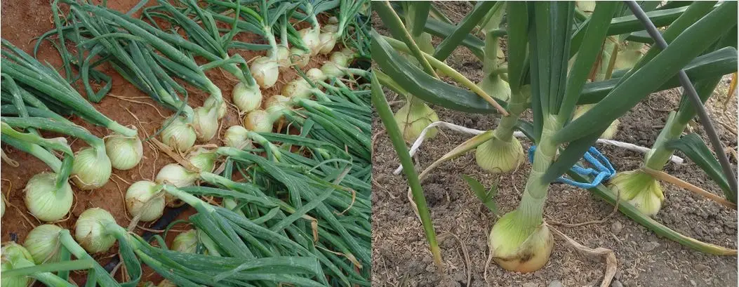 Cultivo de cebolla - Bulbos formándose en la superficie de la tierra
