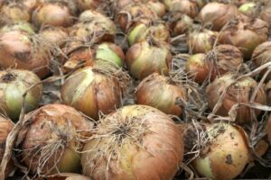 Cebollas