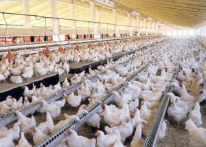 Pollos de engorde dentro de un galpón