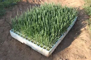 Cultivo de cebolla - Semillero en bandeja de la cebolla