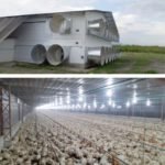 Galpones e instalaciones para la cría de Pollos de engorde