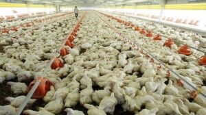 Galpón con pollos de engorde