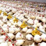 Bebederos y comederos para la cría de pollos de engorde