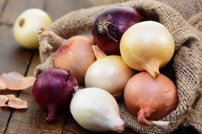 Cultivo de cebolla - Variedades comerciales de
cebolla - Un saquito lleno de cebollas blancas y moradas