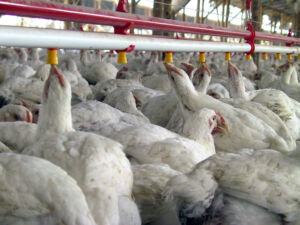 Pollos de engorde tomando agua