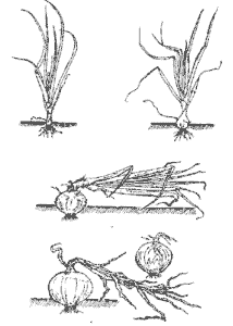 Cultivo de cebolla - Fases del cultivo, manejo y cosecha de la cebolla