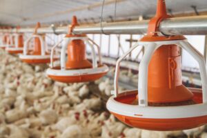 Comederos para pollos de engorde