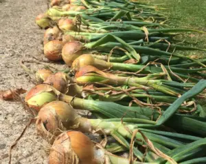 Cultivo de cebolla - Cebollas cosechadas