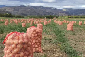 Cultivo de cebolla - Sacos de cebolla en campo