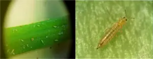 Plagas que afectan el cultivo de cebolla