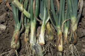 Enfermedades del cultivo de cebolla