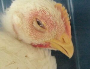 Un pollo con un ojo enfermo