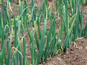 Cultivo de cebolla