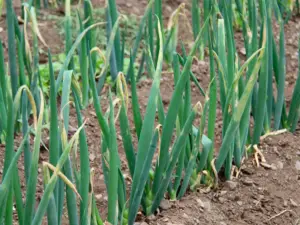 Cultivo de cebolla