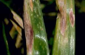 Cultivo de cebolla - Hoja de cebolla con manchas marrones