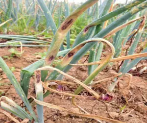 Cultivo de cebolla con presencia de hojas muertas de color marrón