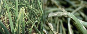 Enfermedades del cultivo de cebolla