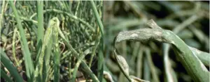 Enfermedades del cultivo de cebolla