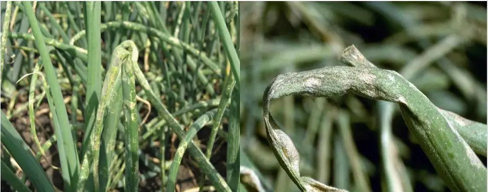 Cultivo de cebolla - Hojas de cebolla con manchas blancas y arrugadas