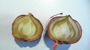 Enfermedades del cultivo de cebolla