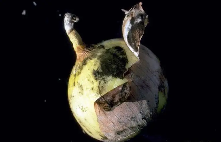 Cultivo de cebolla - Bulbo de cebolla con hongo verde en la superficie